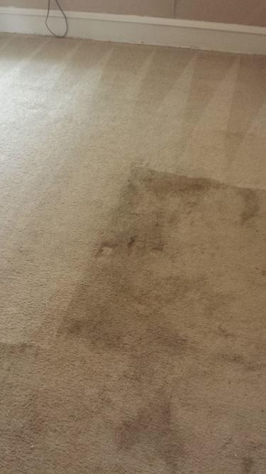 Haddonfield Carpet Cleaning. Why Clean Carpets Regularly