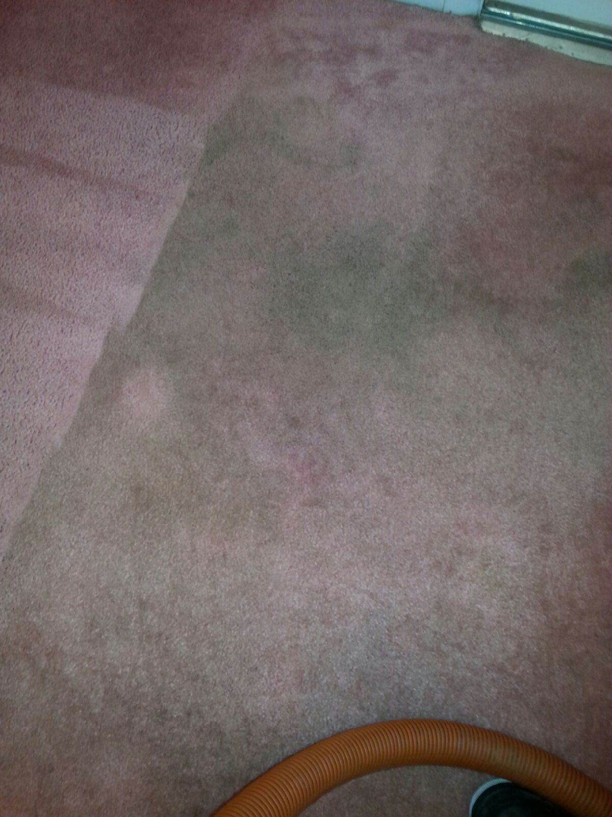 Why Do My Carpets Look So Dirty? Blackwood Carpet Cleaning