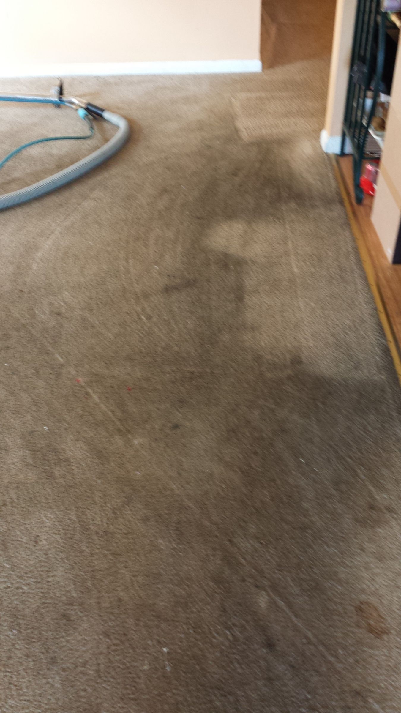 Expert Carpet Cleaners to Fix Flood Water